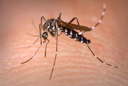יתוש "נמר",Aedes Albupictus, ניזון ממארח אנושי